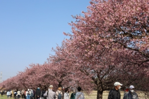 八千代新川千本桜まつり２０２４